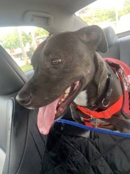 Rescue Mixed Breed Dogs for Adoption in West Chester, Pennsylvania - Zoey FKA Katie | PetCurious