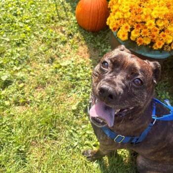 Karen -  Pit Bull Terrier Dog for Adoption in Medina, Ohio - Karen | PetCurious