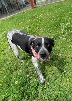 Australian Cattle Dog Blue Heeler Dogs Available for Adoption in Fayetteville, Arkansas - Jessica | PetCurious