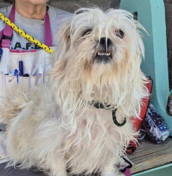 GYPSY -  Yorkshire Terrier and Mixed Breed Dog for Adoption in Albuquerque, New Mexico - GYPSY | PetCurious