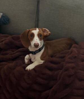 Mila -  Dachshund Dog for Adoption in Westminster, Colorado - Mila | PetCurious