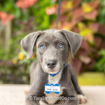 Dim Sum -  Labrador Retriever Dog for Adoption in Wake Forest, North Carolina - Dim Sum | PetCurious