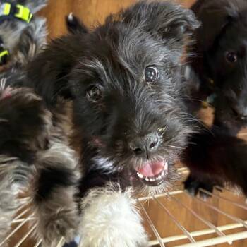 Australian Shepherd Dogs Available for Adoption - Sam | PetCurious