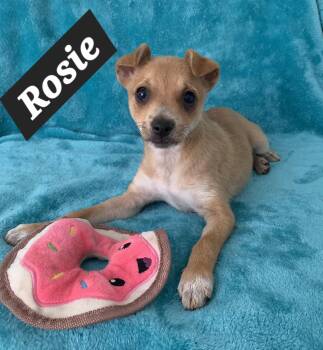 Rosie -  Chihuahua and Terrier Dog for Adoption in Tracy, California - Rosie | PetCurious