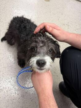 Poodle Dogs Available for Adoption - Button | PetCurious