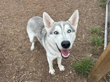 JOOP -  Siberian Husky Dog for Adoption in Mckinleyville, California - JOOP | PetCurious