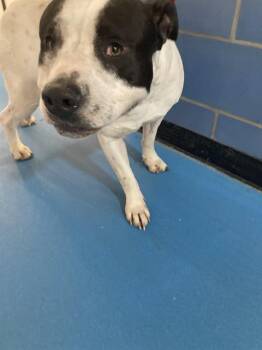 Mixed Breed Dogs Available for Adoption in Dallas, Texas - MOJO CAPONE | PetCurious