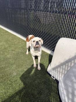 Boo -  Mixed Breed Dog for Adoption in Lafayette, Indiana - Boo | PetCurious