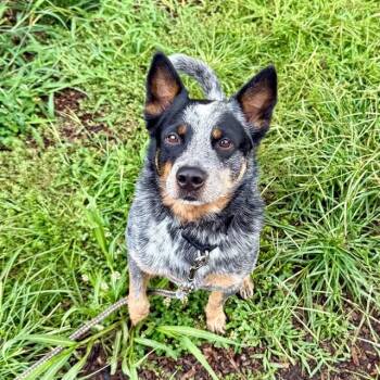 ROCKET -  Australian Cattle Dog Blue Heeler Dog for Adoption in Leesburg, Virginia - ROCKET | PetCurious