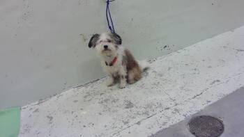 PAULIE -  Poodle and Schnauzer Dog for Adoption in Houston, Texas - PAULIE | PetCurious