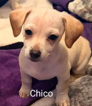 Chihuahua Dogs Available for Adoption in Portland, Oregon - Chico | PetCurious