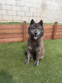 Bear -  Chow Chow Dog for Adoption in Ventura, California - Bear | PetCurious