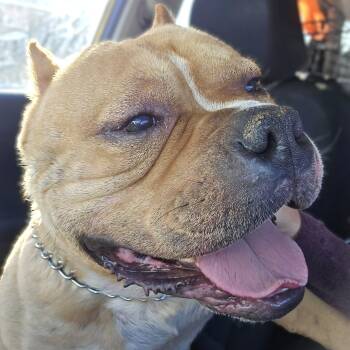 Rescue American Bulldog Dogs for Adoption in Murrieta, California - TATER | PetCurious