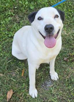 Rescue Border Collie and Australian Cattle Dog Blue Heeler Dogs for Adoption in New York, New York - Prissy *foster Needed* | PetCurious