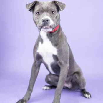 Cece -  Pit Bull Terrier Dog for Adoption in Portland, Oregon - Cece | PetCurious