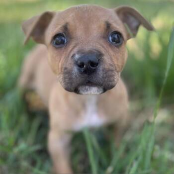 Pit Bull Terrier and Boxer Dogs Available for Adoption - Max | PetCurious