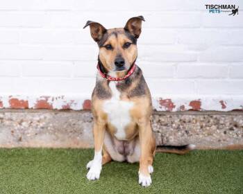 Rescue Mixed Breed Dogs for Adoption in Stamford, Connecticut - Bridget | PetCurious