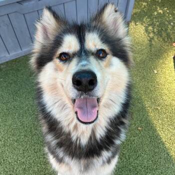 Elsa -  Husky Dog for Adoption in Greensboro, North Carolina - Elsa | PetCurious