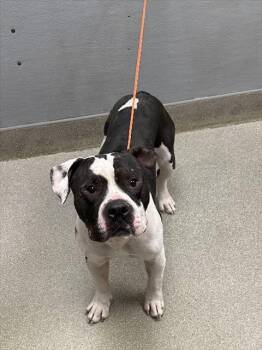 Rescue Pit Bull Terrier Dogs for Adoption in Las Vegas, Nevada - REEBOK | PetCurious