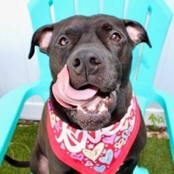 Rescue Mixed Breed Dogs for Adoption in Clearwater, Florida - Miller | PetCurious