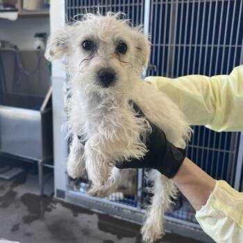 Mixed Breed Dogs Available for Adoption - 103161 | PetCurious