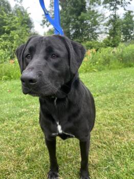 Tony-Not Accepting Applications Yet -  Black Labrador Retriever Dog for Adoption in Medina, Ohio - Tony-Not Accepting Applications Yet | PetCurious
