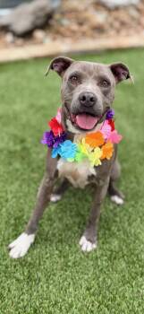 Pawlina -  American Staffordshire Terrier Dog for Adoption in Mico, Texas - Pawlina | PetCurious