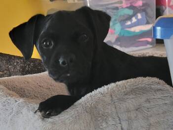 Black Labrador Retriever and French Bulldog Dogs Available for Adoption in Arcadia, California - Pablo | PetCurious
