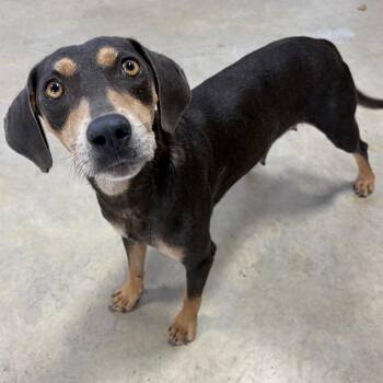 Macey KCAC -  Blue Lacy and Mixed Breed Dog for Adoption in Kerrville, Texas - Macey KCAC | PetCurious