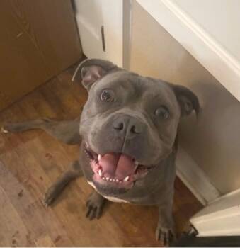 Zara, the Sweet Lovebug -  American Bulldog Dog for Adoption in Houston, Texas - Zara, The Sweet Lovebug | PetCurious