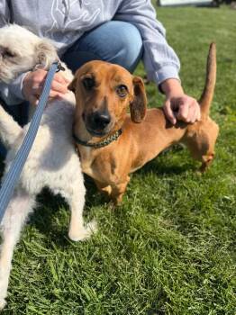 Dachshund Dogs Available for Adoption in Pierceton, Indiana - Finnegan | PetCurious