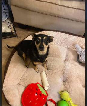 Jasper -  Chihuahua Dog for Adoption - Jasper | PetCurious