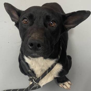 Rescue Mixed Breed Dogs for Adoption in Fredericksburg, Virginia - Deluca | PetCurious