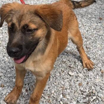 Mixed Breed Dogs Available for Adoption in Valley, Alabama - Sassie | PetCurious