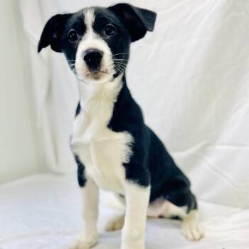 Border Collie Dogs Available for Adoption - Storm | PetCurious