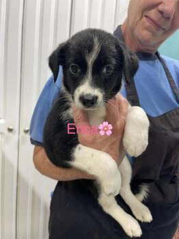 Erica -  Australian Shepherd and Mixed Breed Dog for Adoption in Chattanooga, Tennessee - Erica | PetCurious