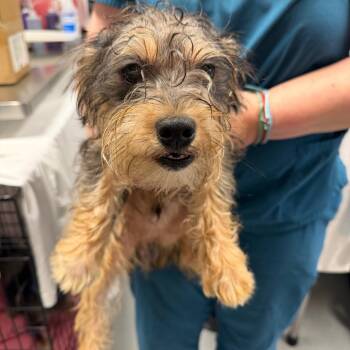 Biscuit -  Yorkshire Terrier Dog for Adoption in Trenton, New Jersey - Biscuit | PetCurious
