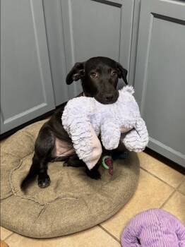 Rescue Labrador Retriever and Basset Hound Dogs for Adoption in Choudrant, Louisiana - Princess Jasmine | PetCurious