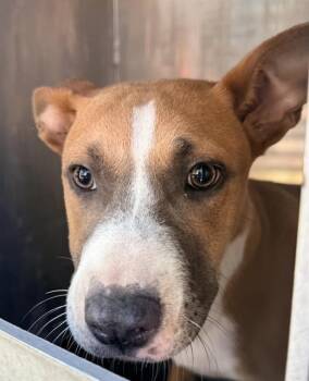 BABY GIRL -  American Staffordshire Terrier Dog for Adoption in San Antonio, Texas - BABY GIRL | PetCurious