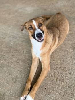 Rescue Border Collie and Mixed Breed Dogs for Adoption in Picayune, Mississippi - $00 Winston | PetCurious