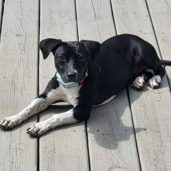 Betsy -  Dachshund Dog for Adoption in Hopkinton, Massachusetts - Betsy | PetCurious