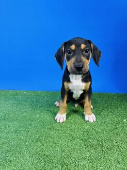 Jake Peralta -  Chihuahua and Beagle Dog for Adoption in Alvin, Texas - Jake Peralta | PetCurious