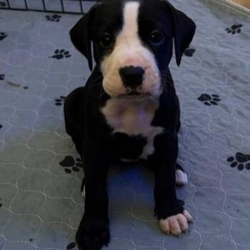 Millie (Charlotte Opal) -  Boxer and Mixed Breed Dog for Adoption in Edwards, Illinois - Millie (Charlotte Opal) | PetCurious