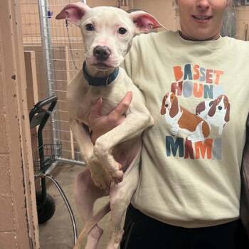 Pigeon -  Mixed Breed Dog for Adoption in Edwardsville, Illinois - Pigeon | PetCurious