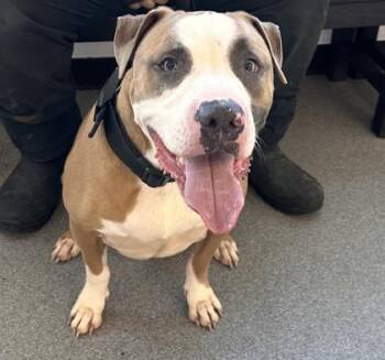 Mixed Breed Dogs Available for Adoption in West Chester, Pennsylvania - Blue | PetCurious