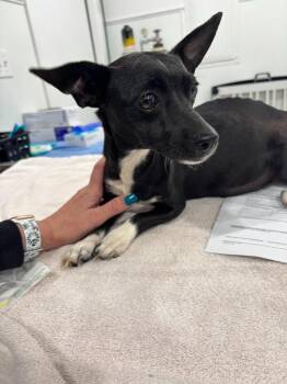Cricket -  Chihuahua Dog for Adoption in Brookings, Oregon - Cricket | PetCurious