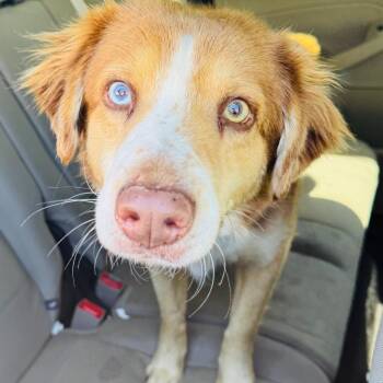 Mixed Breed Dogs Available for Adoption in Winston-salem, North Carolina - Ranger | PetCurious