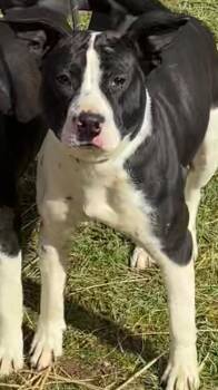 JAZZY -  Pit Bull Terrier Dog for Adoption in Elizabethton, Tennessee - JAZZY | PetCurious