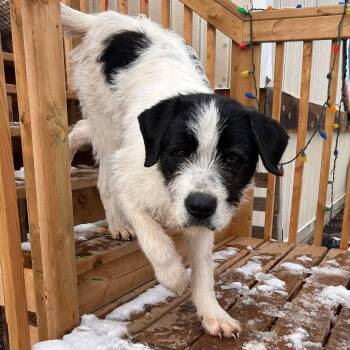Bigfoot -  Mixed Breed Dog for Adoption in Edmonton, Alberta - Bigfoot | PetCurious
