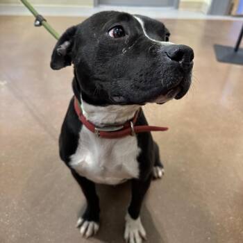 Dexter -  American Staffordshire Terrier and Mixed Breed Dog for Adoption in Lynchburg, Virginia - Dexter | PetCurious